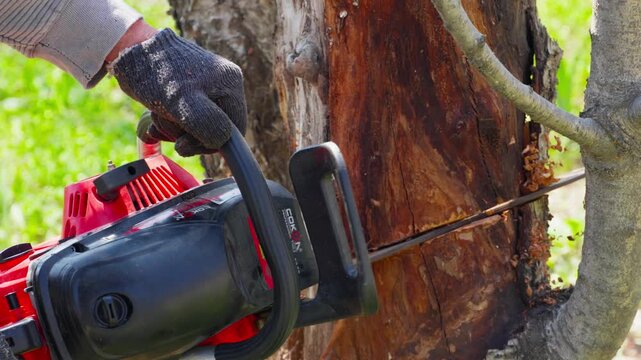 Close-up of a worker cutting a tree trunk with a chainsaw in a garden or backyard. Woodworking, forestry and outdoor labor concept