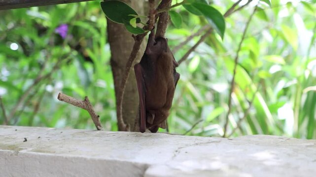 Small bat hanging upside down from a tree branch near a concrete wall in the garden