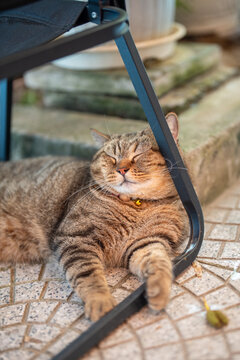 Fluffy domestic tabby cat tired by summer weather peacefully sleeping outdoors on pavement under chair, furry kitty napping lying on chair leg, pet comfortably resting and dreaming outside on hot day.