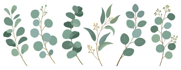 Naklejka premium Botanical eucalyptus branches vector illustration with leaves, floral foliage and natural hand drawn plant elements for organic decoration on white background