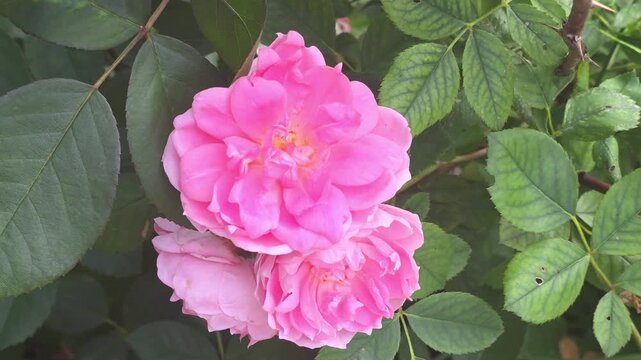 Pink flowers bloom in a garden during sunny days of spring and attract bees that gather nectar for the hive