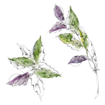 Basil sprout, leaves rosette. Mediterranean edible plants, fragrant herbs. Isolated pencil and watercolor hand drawn illustration. Botanical references, educational materials, cooking resources