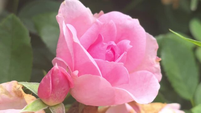 Rose blooming in a garden during spring season