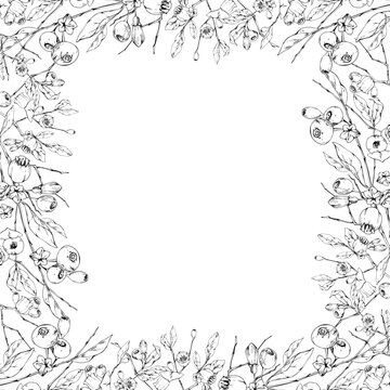 Huckleberry, bilberry blossoms, branches, leaves, ripe forest blueberry berries. Isolated square frame hand drawn in vector ink, copy space. Conservation organizations, woodland restoration projects