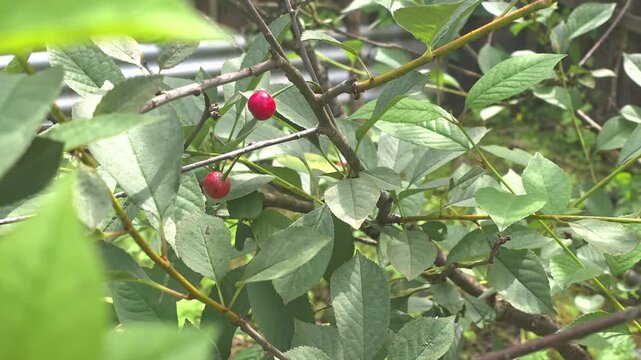 Cherry tree with ripe cherries in a backyard during summer