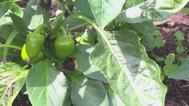 Growing green peppers in a garden during the summer season in a backyard