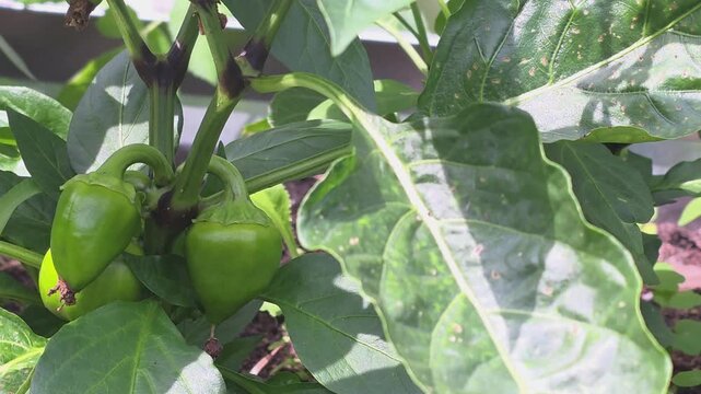 Growing green peppers in a garden during summer with sunlight shining on the plants
