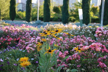 Fototapeta premium Vibrant garden bed with yellow black-eyed Susan flowers and blooming pink roses in public city park