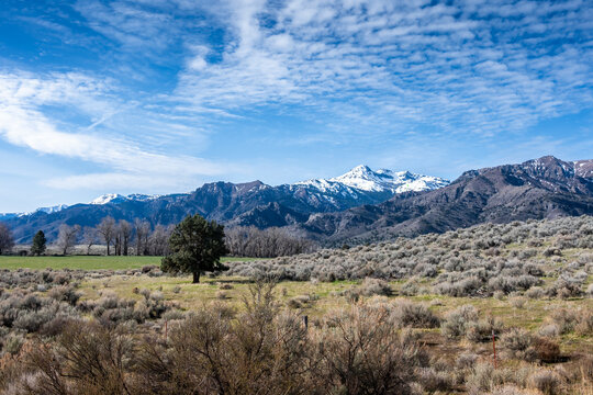 View of the snow-capped Eagleville mountain range rising above sagebrush, dry grasses, and a lone tree under a bright blue sky in Eagleville, California, United States.