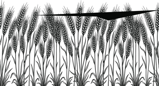 Detailed black and white engraving style wheat field seamless border vector illustration panorama on white background