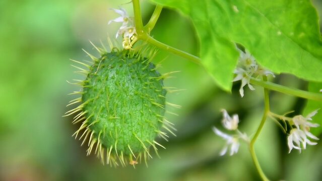 Green spiny fruit of wild cucumber Echinocystis lobata with small white star-shaped flowers on a vine, invasive climbing plant on the bank of the Oka River in Oryol central Russia in August