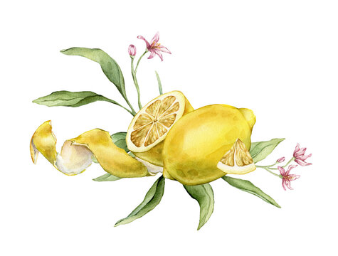 Hand drawn watercolor illustration with whole lemons, slices, green leaves, and flowers. Botanical mediterranean composition for kitchen decor, packaging designs, or stationery