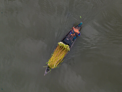 Aerial view of a waterlily picker in a wooden boat harvesting flowers in the river in Munshiganj, Dhaka Division, Bangladesh.
