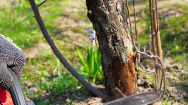 Close-up of a worker cutting a tree trunk with a chainsaw in a garden or backyard. Woodworking, forestry and outdoor labor concept