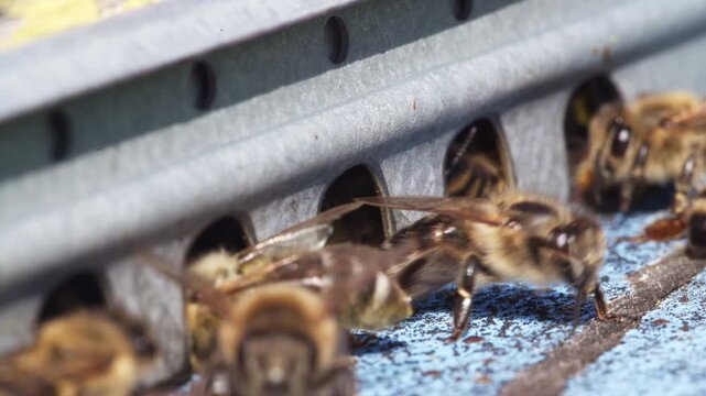 Bees Clustered On Entrance Grille Macro