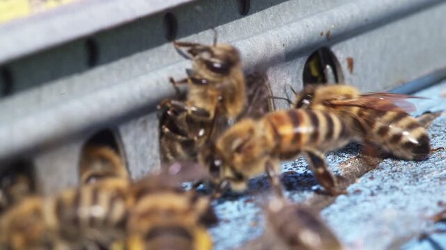 Bee Wings Blurred In Flight Macro