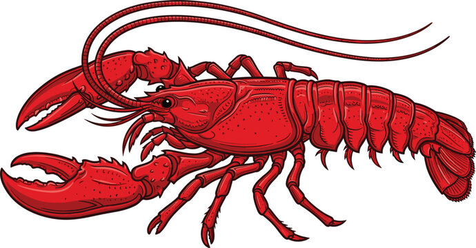 Detailed realistic red lobster vector illustration isolated on white background for seafood restaurant menus and market graphics