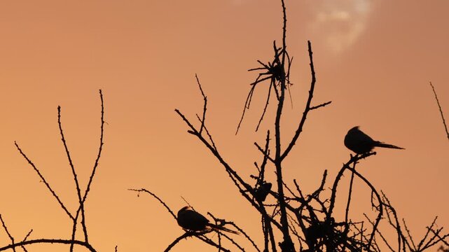 Silhouette of three Grey Go-away-birds, aka Grey Loeries, perched on bare branches against a glowing orange African sunset. One by one they take off and fly from the tree, captured in 4k slow motion