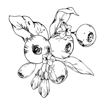 Huckleberry, blueberries or whortleberries berries, bilberries urn-shaped blossoms, fresh foliage. Isolated illustration hand drawn in vector ink. Plant life cycle charts, botany textbooks, classrooms