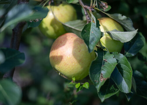 Apples on an appletree in the garden