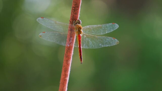 Red dragonfly on stem with green blurred background