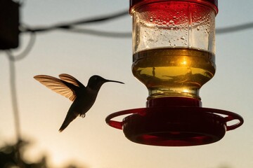 Fototapeta premium Tiny hummingbird hovers near red feeder, wings blurred in flight. Bird sips sweet liquid nectar from container, backlit by soft sunset glow. Small wild creature prepares for night.
