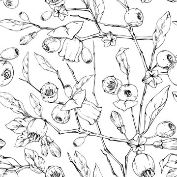 Woodland bilberry, huckleberry berry plants, blueberry flowering branches, leaves, fruit. Seamless full-growth botanical pattern. Isolated illustration hand drawn in vector ink. Biodiversity studies