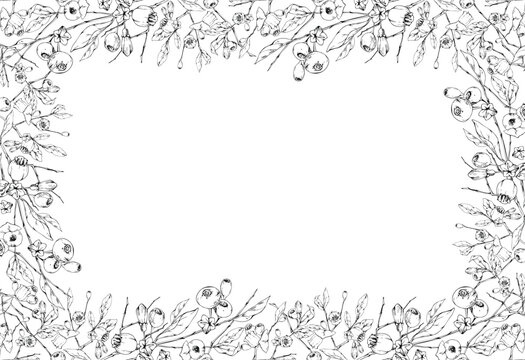 Flowering branches of bilberries, huckleberries. Blueberries, whortleberries mature berries and foliage. Border frame hand drawn in vector ink. Foraging courses, bushcraft schools, outdoor education
