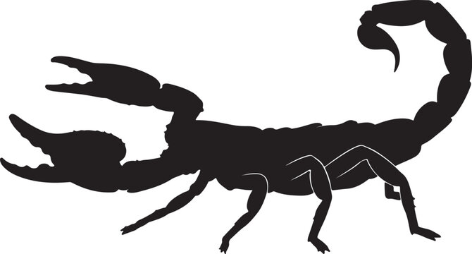 Detailed scorpion silhouette with raised stinger for desert wildlife and zodiac astrology.