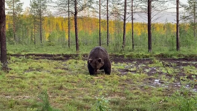 Wild brown bear walking through peaceful Nordic forest clearing during golden summer evening light