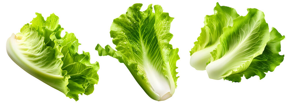 Set of three fresh green lettuce leaves isolated on a transparent background