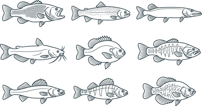 Freshwater Fish Line Art Vector Set with Bass Trout Pike Catfish Sunfish Walleye and Perch Sketches for Sport Fishing Tournaments and Angling Designs