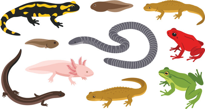 Amphibian Life Cycle and Species Vector Collection Featuring Fire Salamander Axolotl Poison Dart Frog Tadpole Caecilian Newt and Siren for Biology Textbook Illustration Layouts