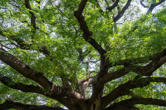 The Giant Rain Tree in Kanchanaburi, Thailand, a century old tree renowned for its enormous canopy, sprawling branches, and tranquil natural surroundings.