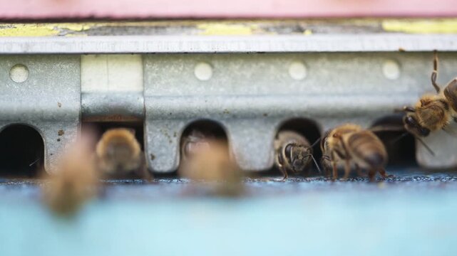 Bees Entering Hive Entrance Backlit