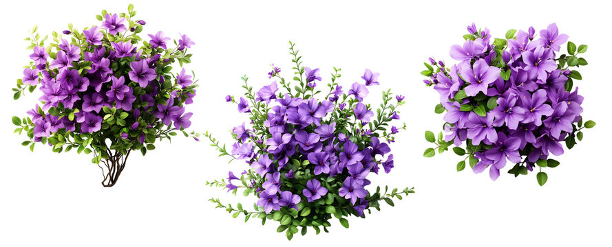 Set of three blooming purple bushes isolated on a transparent background
