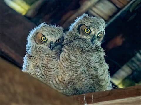 Two great horned owl owlets perched together in a rustic barn setting