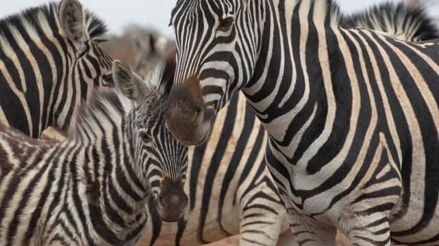 Close-up 4K slow-motion footage of a young plains zebra foal standing calmly among adult zebras in the South African bush. Another zebra walks through the background, adding natural movement and depth