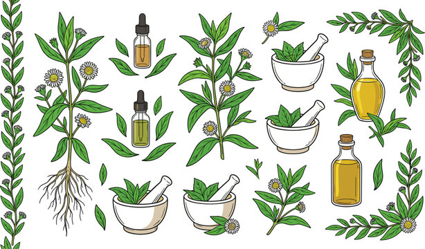 Natural Herbal Medicine and Organic Essential Oil Design Elements Featuring Spilanthes Acmella Plants Dropper Bottles Glass Vials Mortar Pestle and Seamless Vine Borders