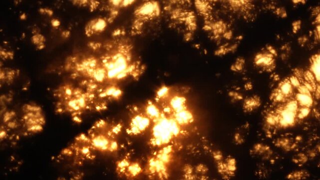 Atmospheric 4K slow-motion footage of tree branches swaying in the wind against a glowing golden sunset in South Africa. A focus pull shifts through the foreground branches creating beautiful shimmer
