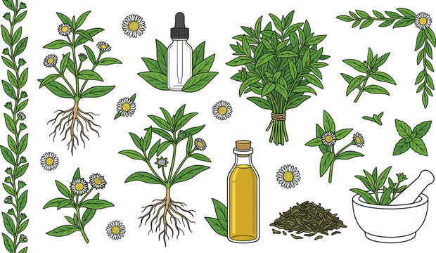 Organic Herbal Medicine and Essential Oil Vector Illustration Collection Featuring Spilanthes Acmella Toothache Plant Bunches Roots Powder Mortar Dropper Bottle and Glass Vials