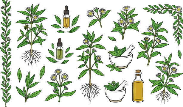 Organic Herbal Medicine and Essential Oil Vector Illustration Collection Featuring Spilanthes Acmella Toothache Plant Roots Mortar Pestle Dropper Bottles and Natural Skincare Elements