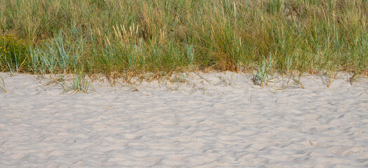 Obraz premium Sandy beach with green coastal dune grass background banner wide view