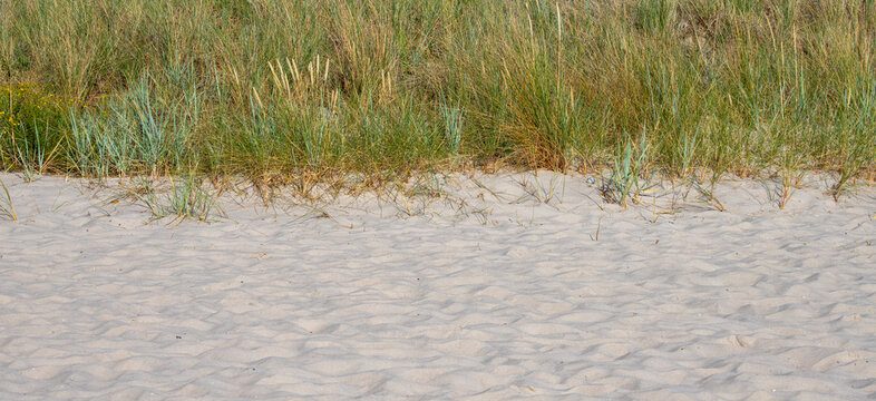 Sandy beach with green coastal dune grass background banner wide view