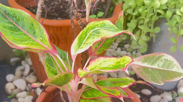 Close-up of Variegated Green and Pink Ornamental Plant Leaves