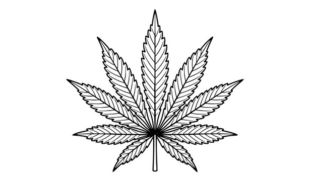 Cannabis leaf botanical outline isolated on white background vector illustration