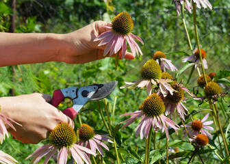 Fototapeta premium Echinacea flower pruning for herbal immune tea