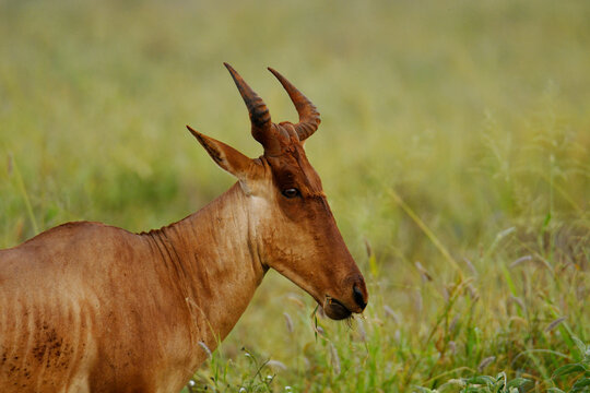 Close-up of a Coke&rsquo;s hartebeest (Alcelaphus buselaphus cokii) foraging in the savannah of Tsavo East National Park, Kenya in the morning.