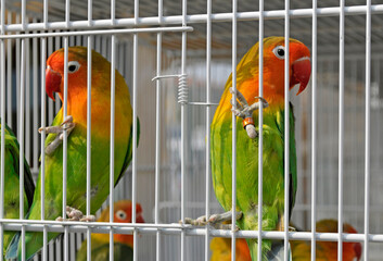 lovebirds inseparable parrots in cage © saturno