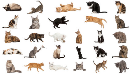 Fototapeta premium Collage of Domestic Cats in Various Poses on White Background